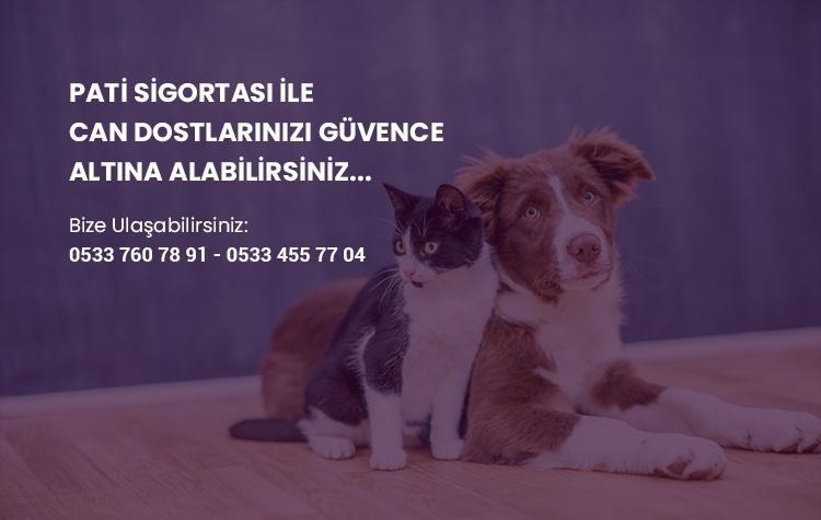 PATİ SİGORTASI İLE Can dostlarınızı güvence altına alabilirsiniz?